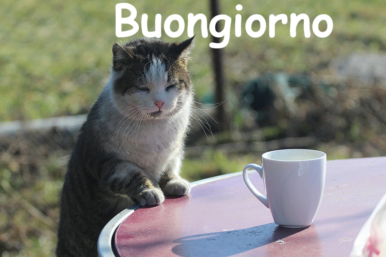 un gattino si avvicina ad una tazina di caffè su un tavolino 